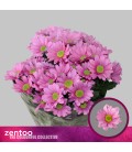 Chrysantheme Ballerinas