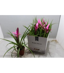 Tillansia antonio pot de 12