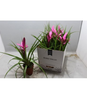 Tillansia antonio pot de 12