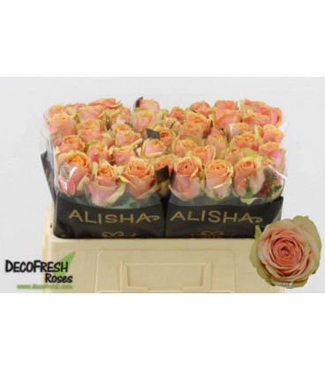 Rose Dividend 50 cm