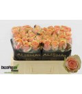 Rose Dividend 50 cm