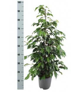 Ficus Danielle pot de 27 h 150