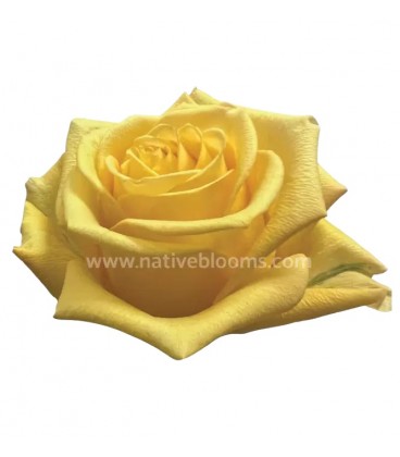 Rose Equateur Super sun 50 cm