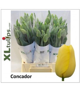 Tulipe Concador