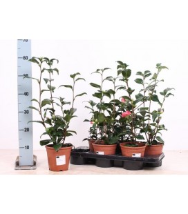 Camelia pot de 17 h 70