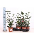 Camelia pot de 17 h 70