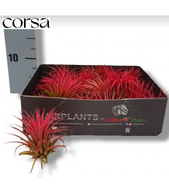 Tillansia mix pot de 6