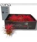 Tillansia mix pot de 6