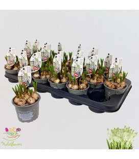 Muscari White Magic pot de 09