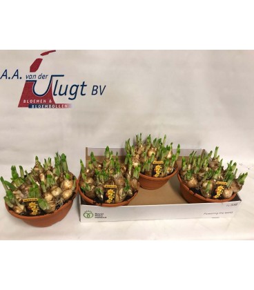 Narcisse  Tête à Tête coupe 21