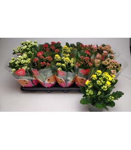 Kalanchoe Ge Mf Lillian Ø 10.5