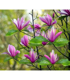 Magnolia Susan Ø 23 h 80