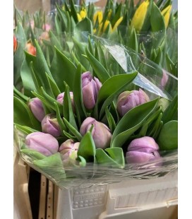 Tulipe Double Clean Price 40 cm