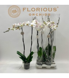 Phalaenopsis Blanc Pot 15 h 80