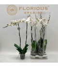 Phalaenopsis Blanc Pot 15 h 90 2 b