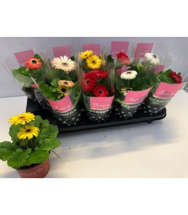 Gerbera pot de 12 h 22