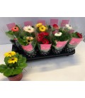 Gerbera pot de 12 h 22