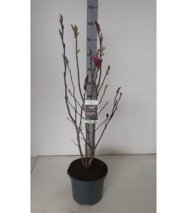 Magnolia Susan Ø23 h 90
