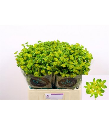 Buplerum 60 cm