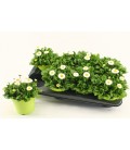 Paquerette bellis pot de 10 Blanc