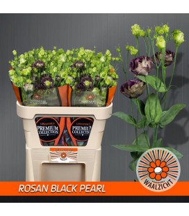 Lisianthus Rosan pearl