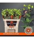 Lisianthus Rosan pearl