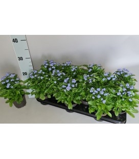 Myosotis pot de 10