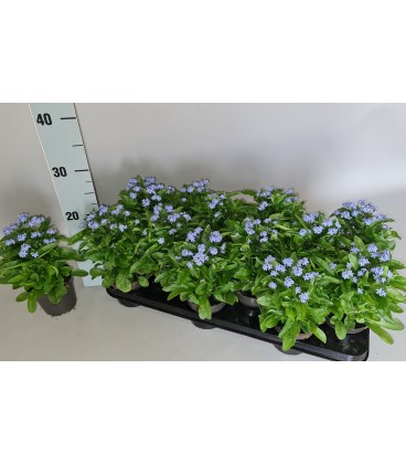 Myosotis pot de 10.5