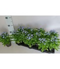 Myosotis pot de 10