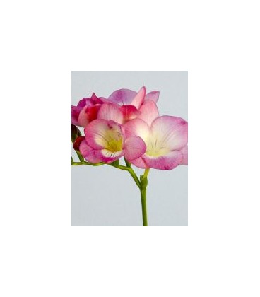 Freesia Romantic Pink