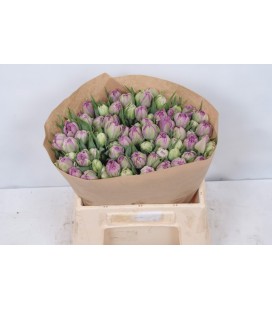 Tulipe double castella