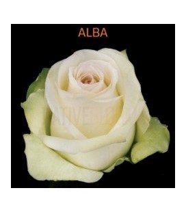 Rose Equateur Alba 50 cm x 25