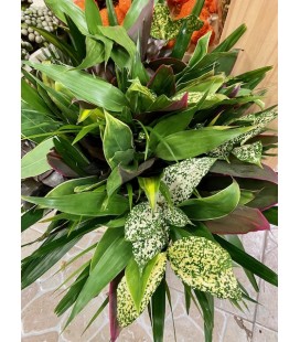 Verdure Asia mix