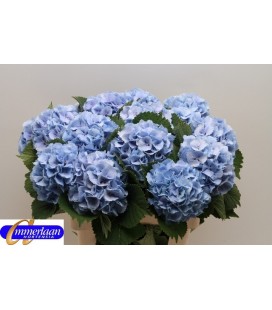 Hortensia Lolly pop Bl 60 cm