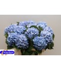 Hortensia Lolly pop Bl 60 cm