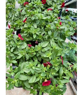 Petunia minifamous mix Ø 10.5