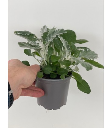 Cineraire Maritime pot de 10.5