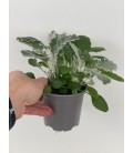 Cineraire Maritime pot de 10.5