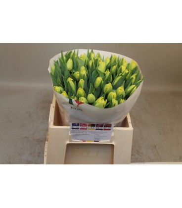 Tulipe double Marie Jo 