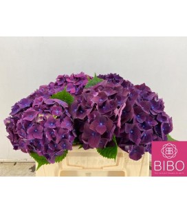 Hortensia mon Amour 40 cm