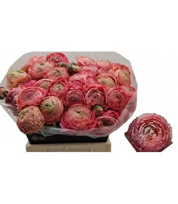 Renoncule Azur Antiq Rose 