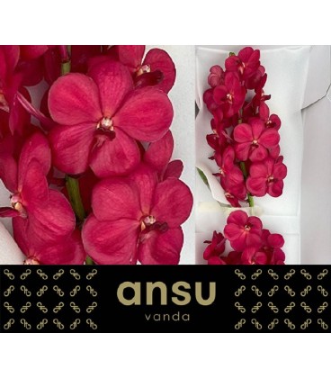 Vanda Magic red 