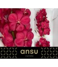 Vanda Magic red x 25