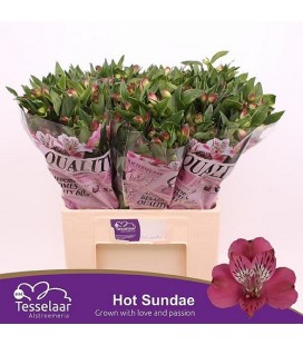 Alstromeria Hot Sundae