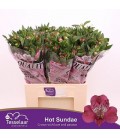 Alstromeria Hot Sundae