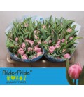 Tulipe Double Maitresse 