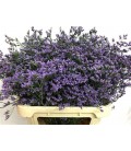 Limonium Maine Blue 60 cm