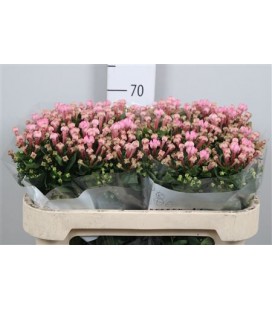 Bouvardia Pink Jewel 60 cm