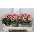 Bouvardia Pink Jewel 70 cm