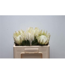 Protea Cy Ayoba Blanc 50 cm